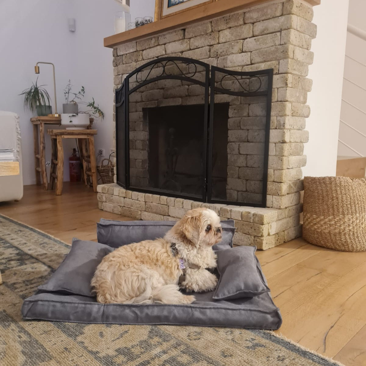 ספת כלבים CARLOS